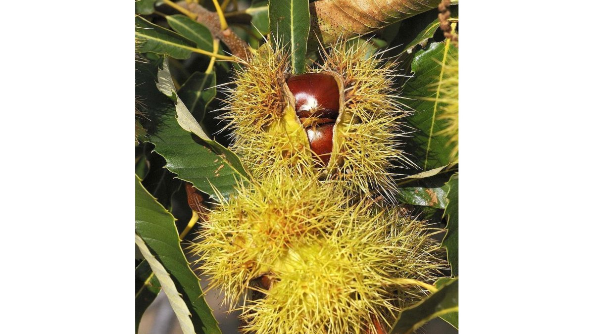 Un erizo abierto, aún en el árbol, muestra las dos castañas que alberga en su interior.-ABA