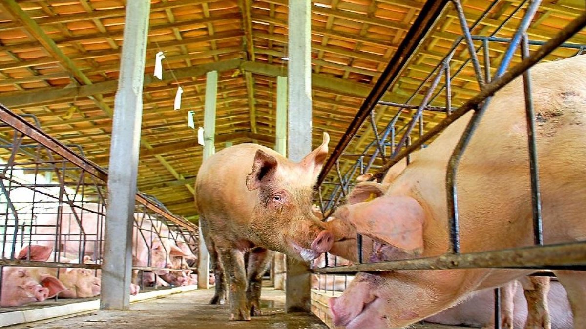 Un cerdo blanco se pasea por un pasillo fuera de su corral en una explotación porcina.-EL MUNDO