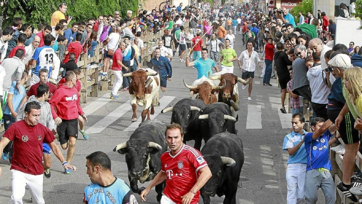 Varios corredores delante de los toros durante un encierro celebrado en Íscar el pasado mes de agosto-J.M.Lostau