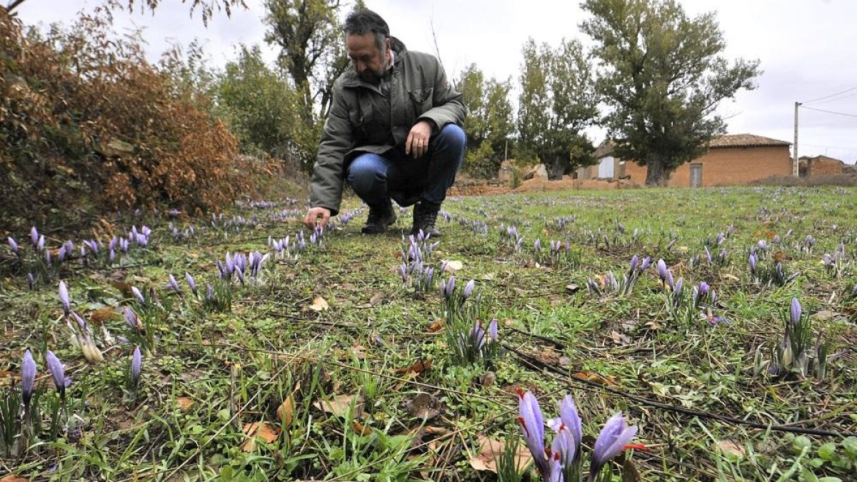 Jesús Valladares recoge flores de azafrán, en Puebla de Eca.-VALENTÍN GUISANDE