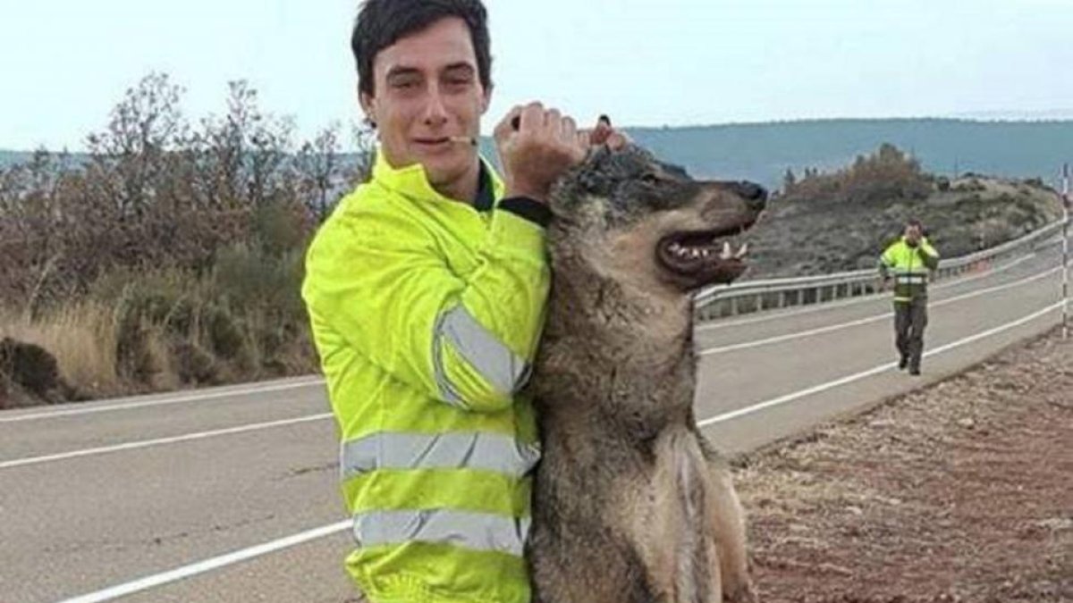 Agente del Seprona sujeta al lobo muerto.-Twitter
