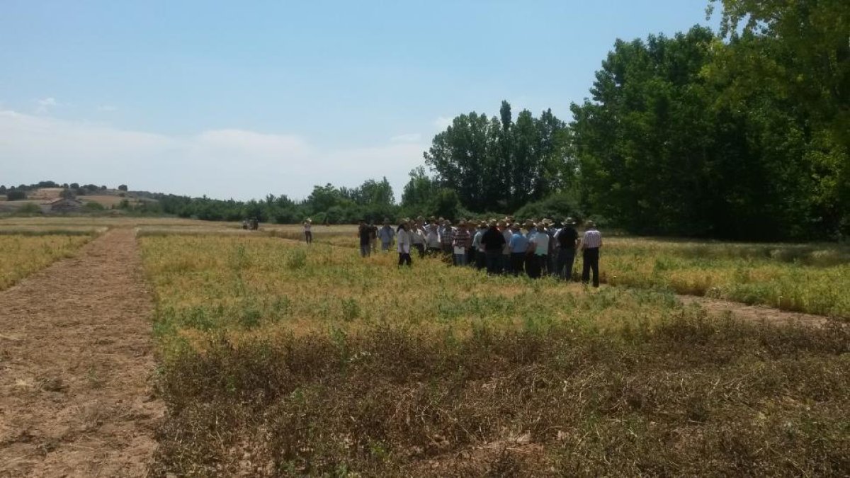 Un grupo de agricultores observa los avances de los campos de ensayo en Fresnillo de las Dueñas.-CAJA RURAL DE BURGOS