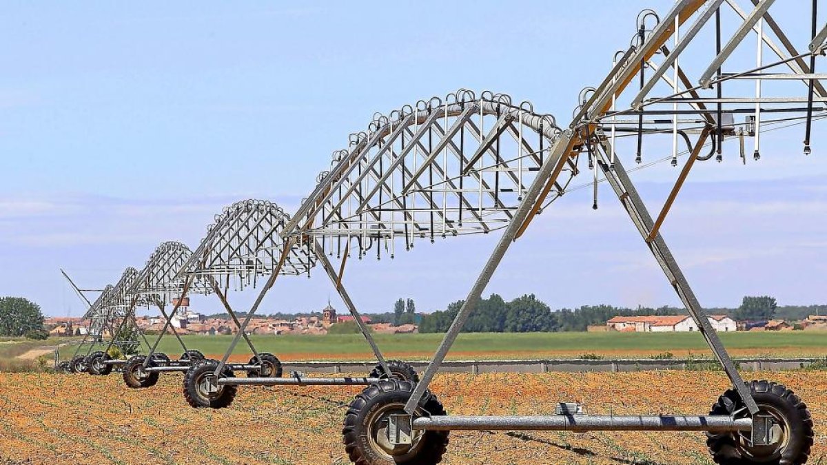 Sistema de regadío en un campo de maíz en una explotación de la provincia de León.-ICAL