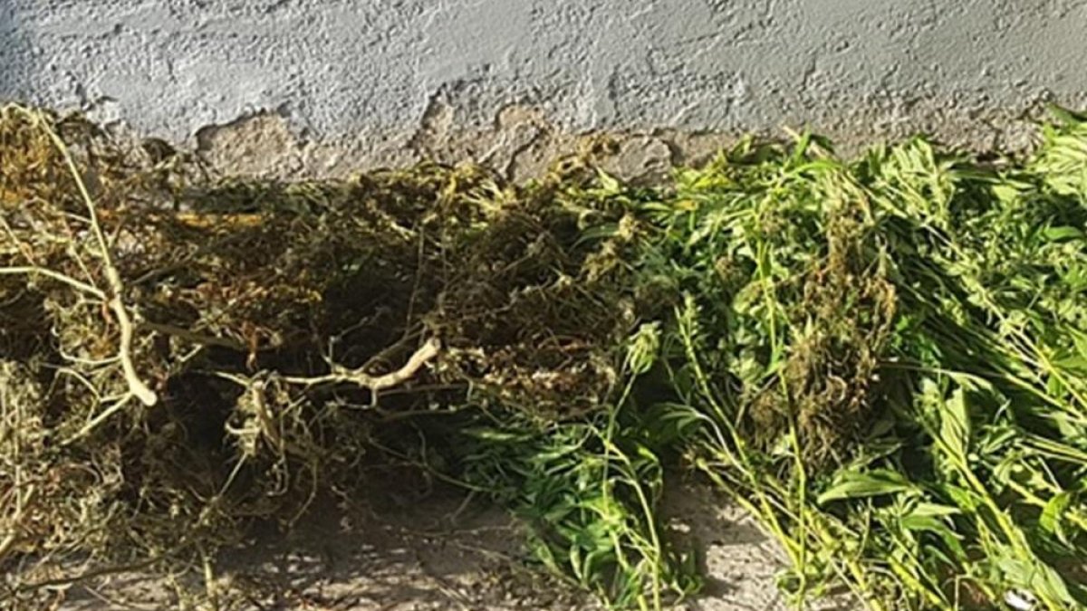 Imagen de la plantación incautada de marihuana.-GUARDIA CIVIL