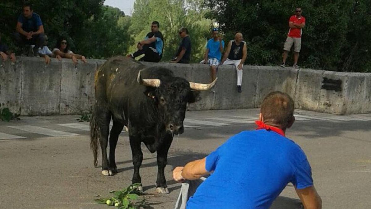 Un joven tienta a un astado en las calles de Tudela durante la celebración en la jornada de ayer del Toro del Alba.-EL MUNDO