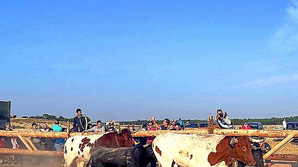Dos novillos acopañados de bueyes se aproximan a las talanqueras, ayer en el encierro de Medina.-AYUNTAMIENTO DE MEDINA DEL CAMPO