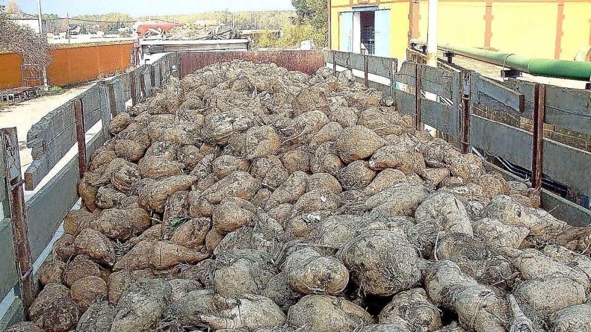 Una hilera de camiones espera turno a la entrada de la azucarera de La Bañeza.-E. M.