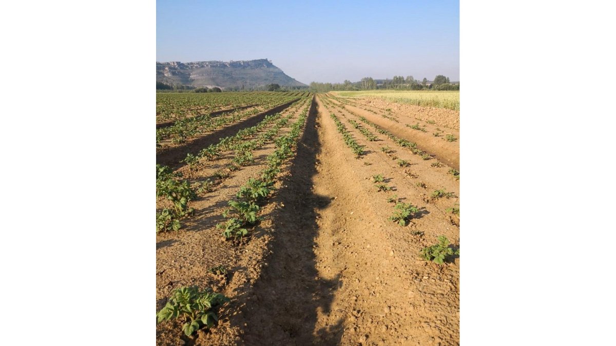 A la izquierda, surcos con plantas de patata tras aplicar el bioestimulante.-E. M.
