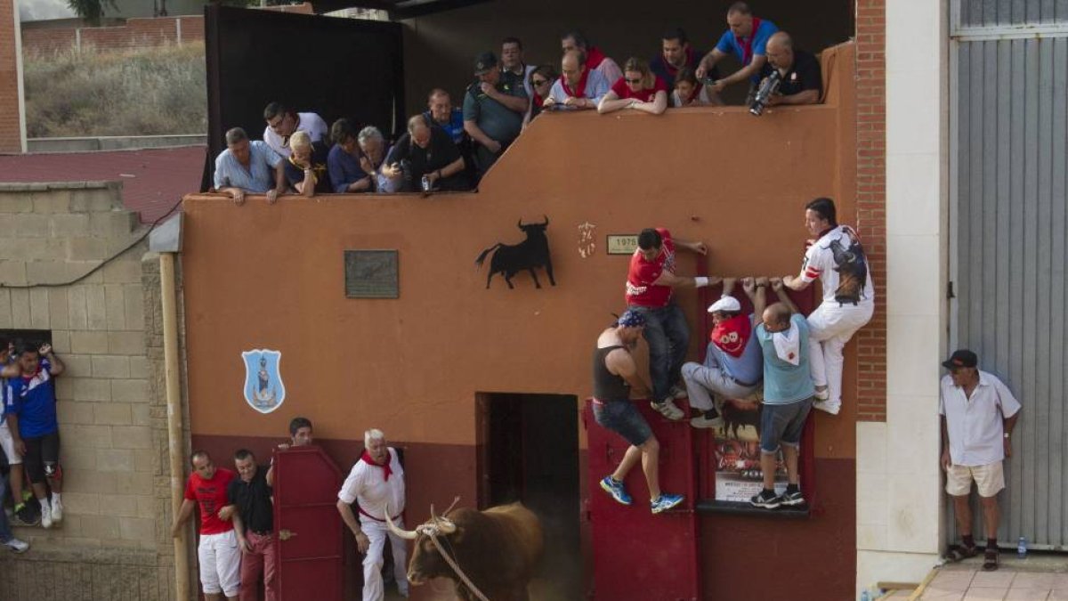 Toro Enmaromado de Benavente (Zamora)-Ical