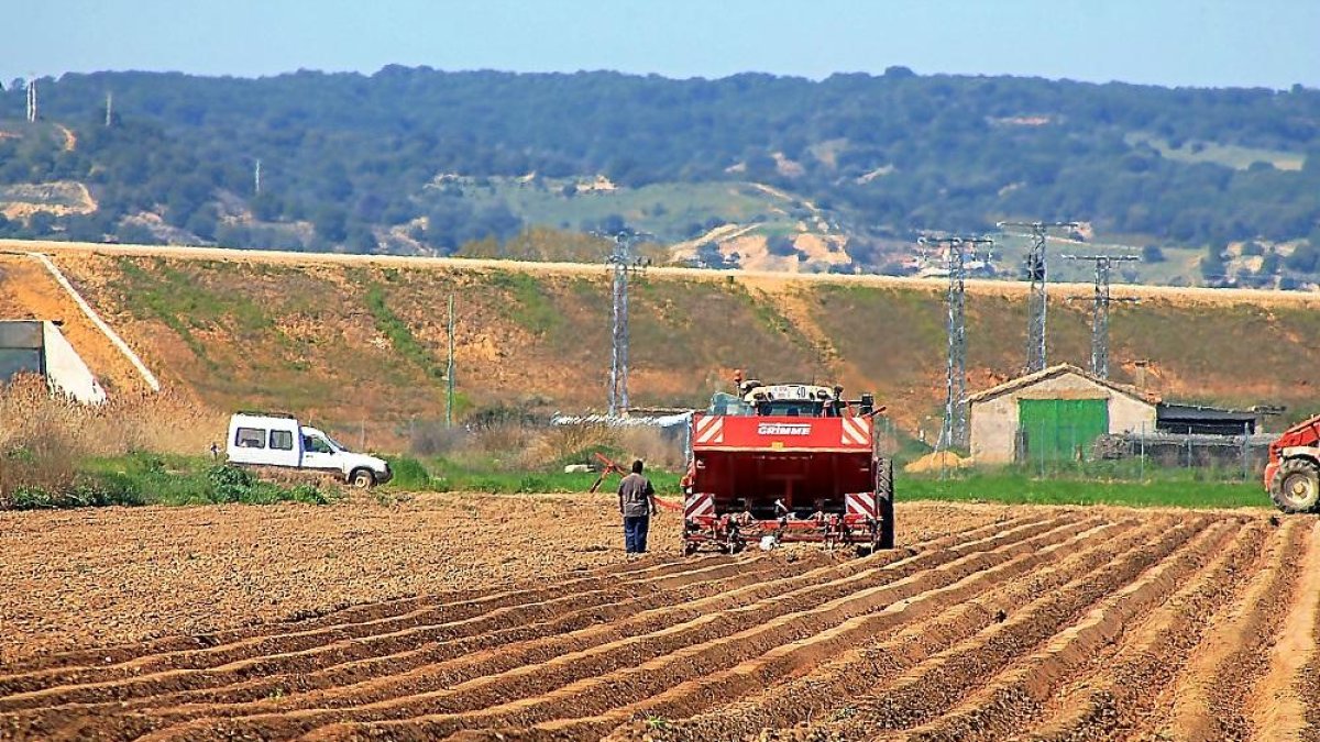 Una cosechadora trabaja un campo de patatas en la provincia vallisoletana.-EL MUNDO