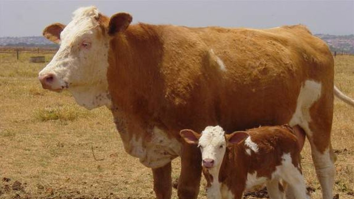 La vaca Vitória, ejemplar clonado a partir de una vaca adulta, junto a una de sus crías cría. Vitória nació en una explotación cientítica de Brasil.-Foto: ARCHIVO / EMBRAPA