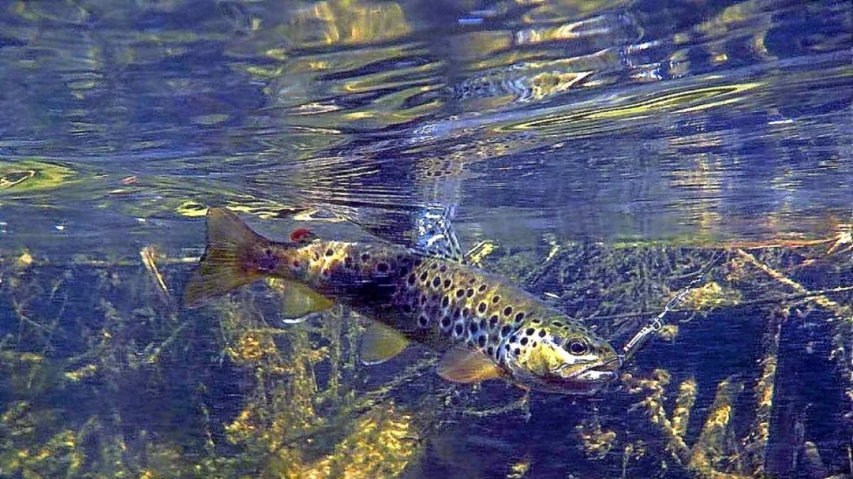Una trucha común, en el momento de ser prendida a cucharilla en el río Tera de Zamora.-L. FUENTE