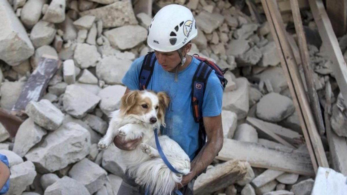 Un voluntario salva a un perro durante los trabajos de rescate tras el terremoto en la localidad de Amatrice  en el centro de Italia.-MASSIMO PERCOSSI / EFE