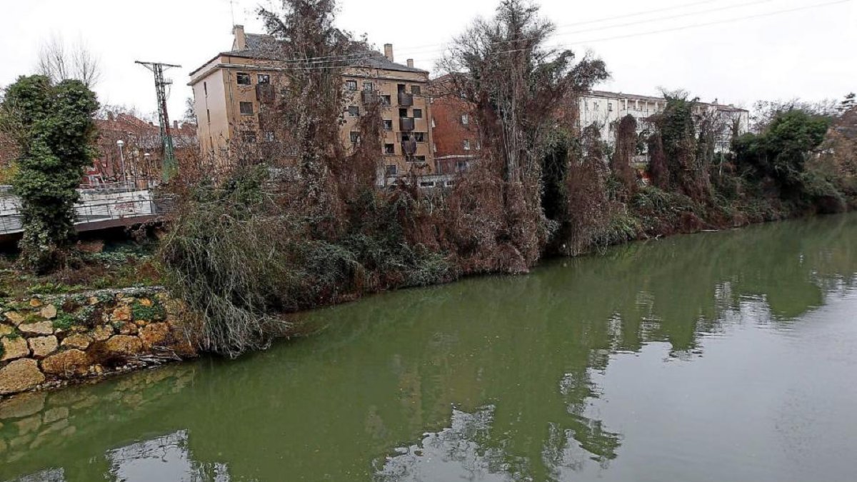 Tramo de ribera junto al callejón de la Alcoholera que se pretende consolidar.-J.M. Lostau