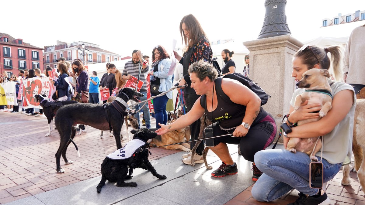 Concentraciones convocadas por entidades de protección animal y PACMA en la Plaza Mayor de Valladolid. -ICAL