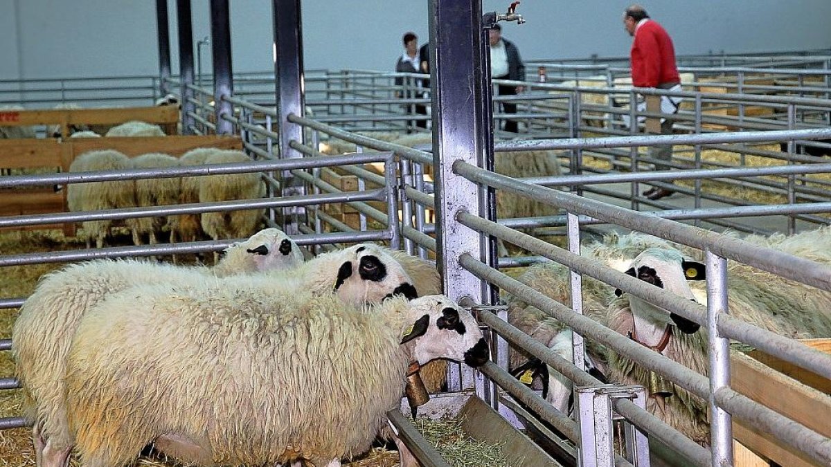 Varias ovejas churras expuestas en una edición anterior de la feria de Anche.-M. BRÁGIMO