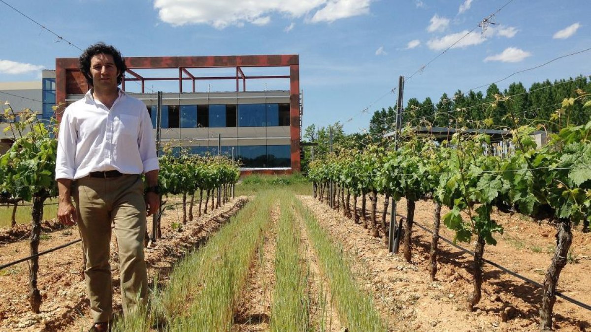 Antonio Díez, de la bodega Martín Berdugo muestra hoy orgulloso la planta que resurgió de las cenizas.-