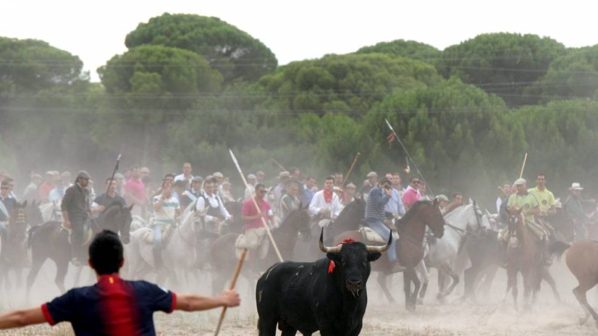 El ejemplar 'Elegido' durante el torneo del Toro de Vega-Ical