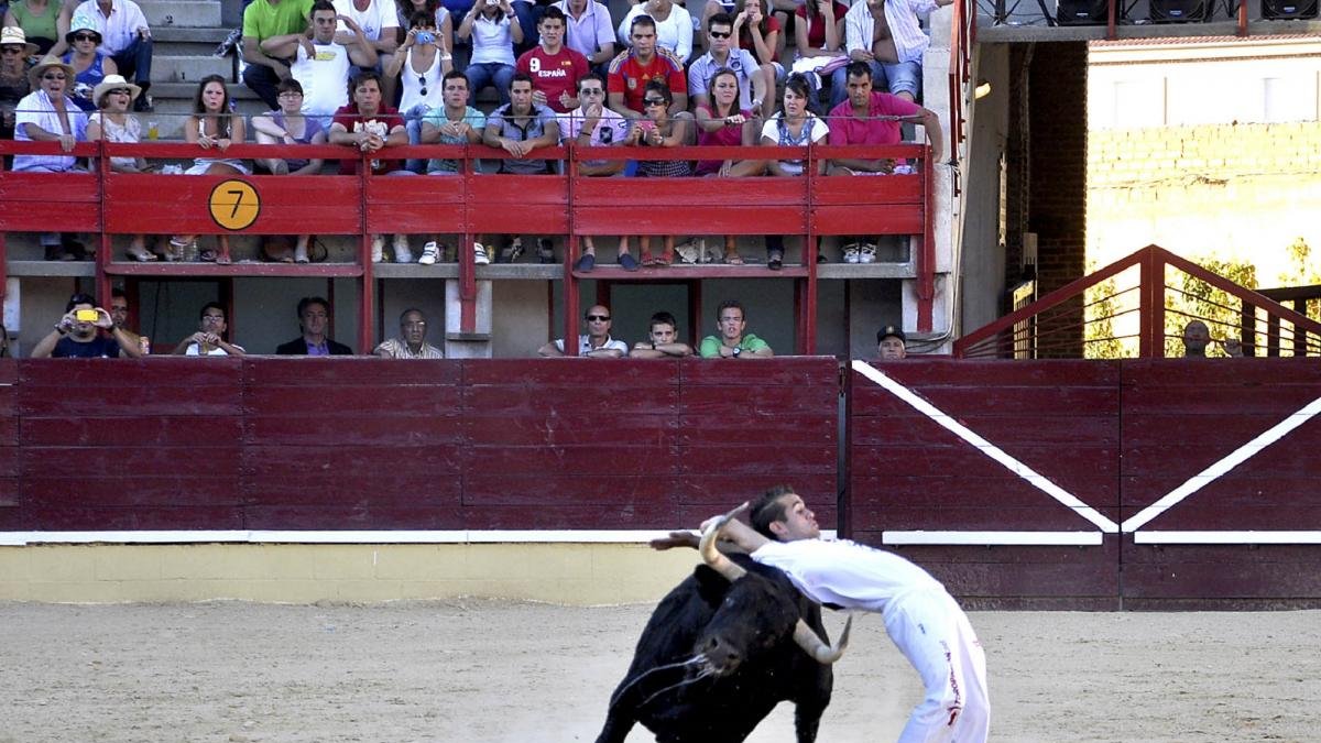 Concurso de cortes de Novillos en Medina del Campo.-DANI ALONSO