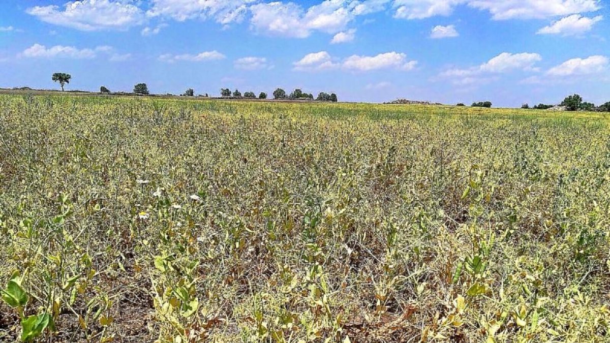 Campo de guisantes en una parcela de la localidad palentina de Antigüedad (Palencia) donde se observan los daños de esta campaña.-AGROPAL