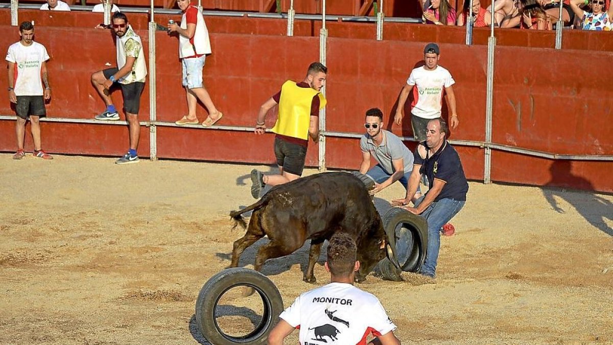 Peñistas esquivan la embestida de una vaquilla, ayer en el gran prix de las fiestas de Cigales.-EL MUNDO