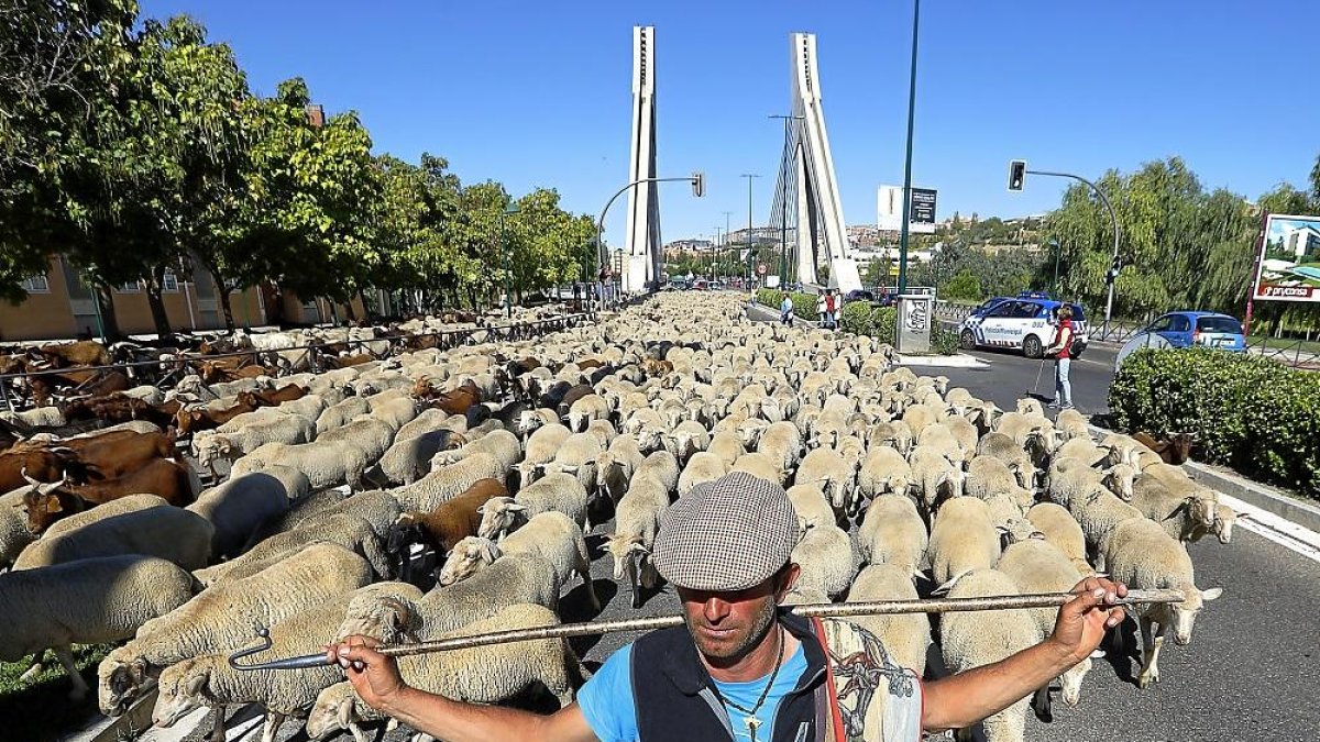 Un pastor sostiene su vara sobre los hombros tras cruzar el Puente de la Hispanidad.-J. M. LOSTAU
