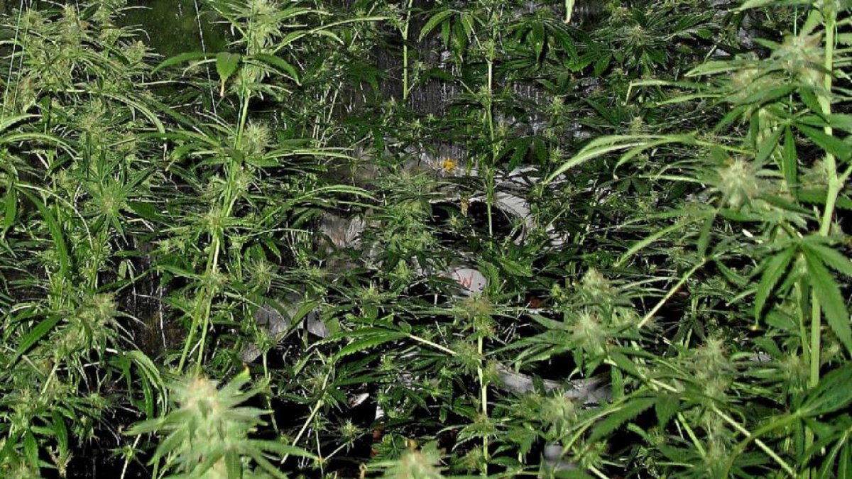 Foto genérica de plantas de marihuana.-EL MUNDO