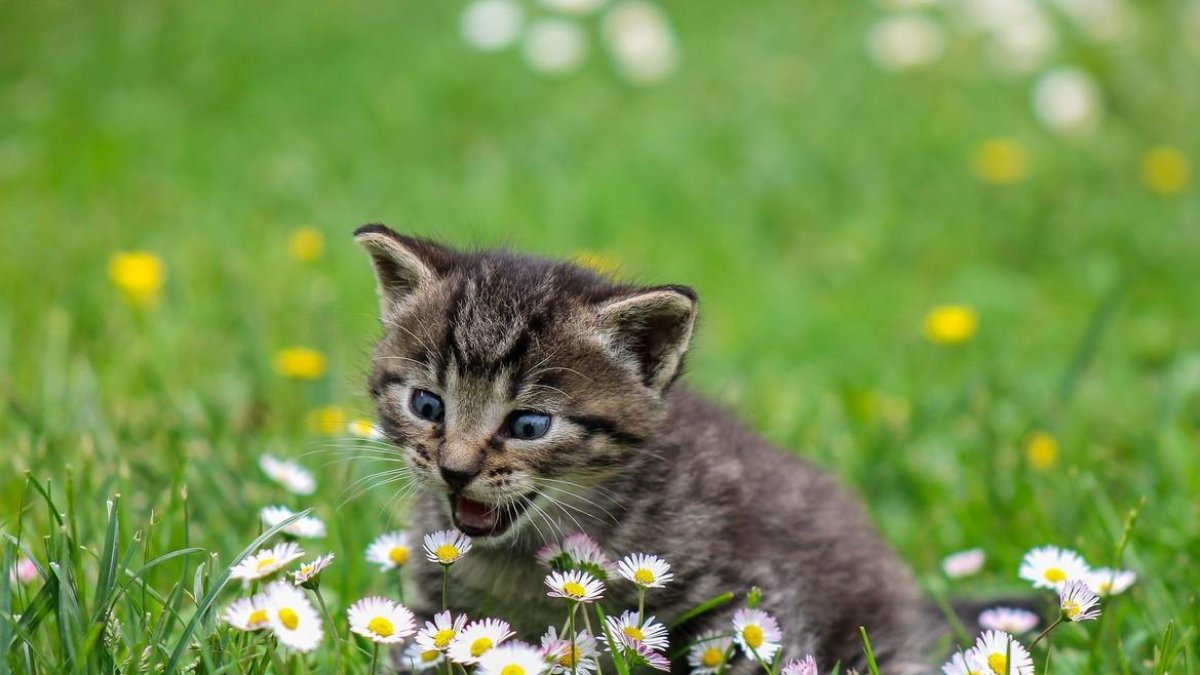 Un gato, en una imagen de archivo-PIXABAY