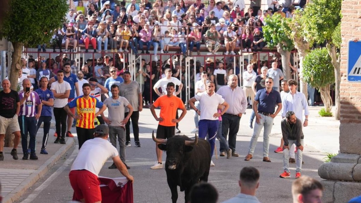 Toro del Sarmiento 2023 en la localidad vallisoletana de La Seca. J. M. LOSTAU