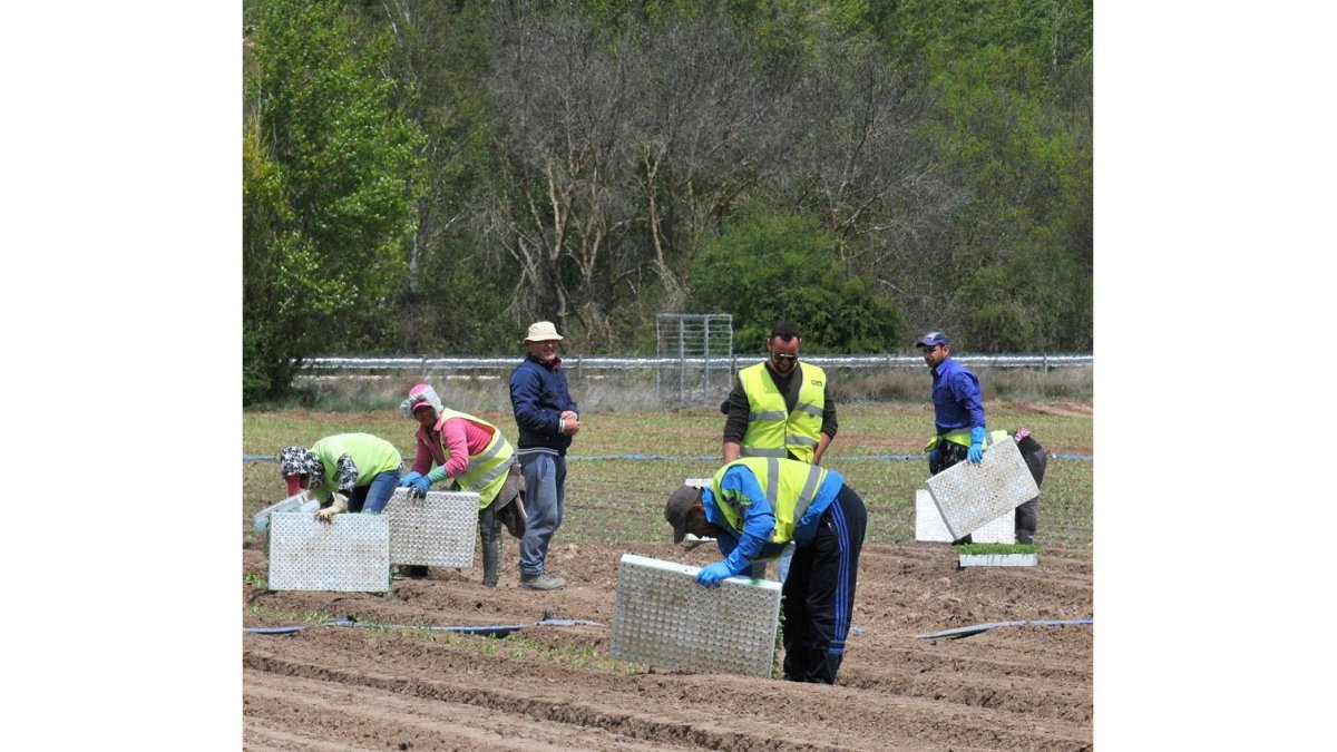 Trabajadores en las fincas de Florette en el canal de Olmillos. /Valentín Guisande