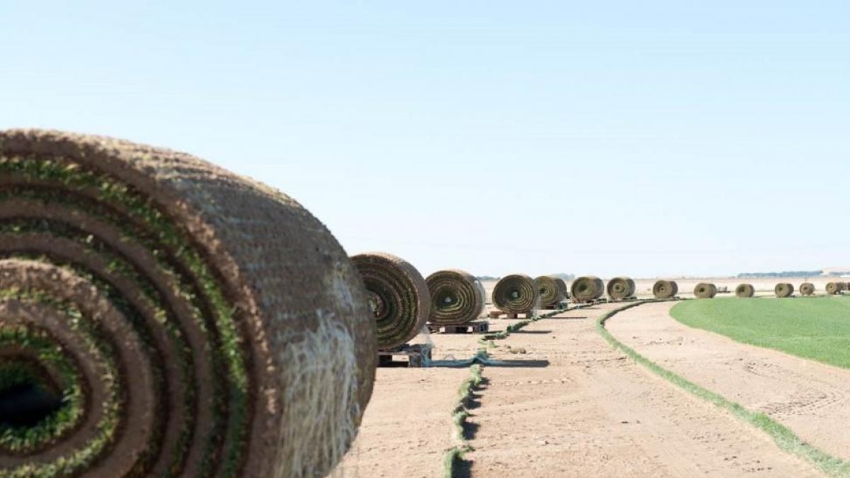 Rulos de césped procedentes de la finca abulense de la empresa Novogreen.-EL MUNDO