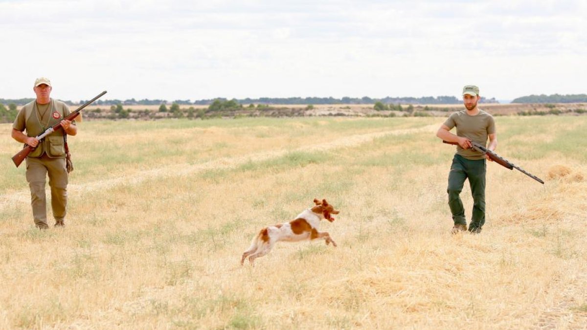 Un cazador y su perro localizan una codorniz en el primer día de la media veda de caza, en Velliza (Valladolid).-ICAL
