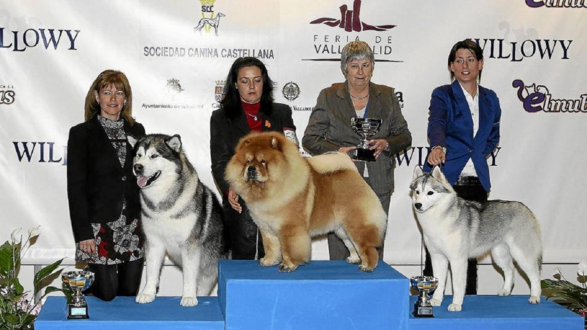 Uno de los podios caninos de los concursos celebrados en la edición de Fimascota del año anterior-Montse Álvarez