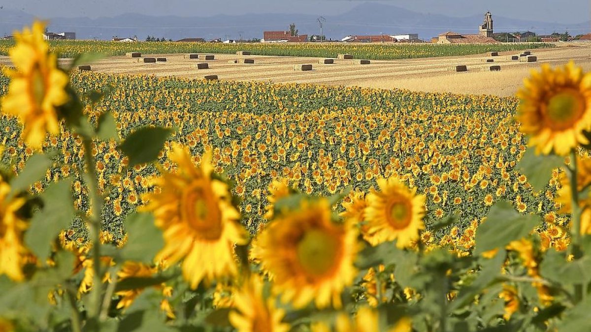 Cultivo de girasol en la zona del Campo Charro en la provincia de Salamanca. Al fondo el pueblo de Robliza de Cojos.-ICAL