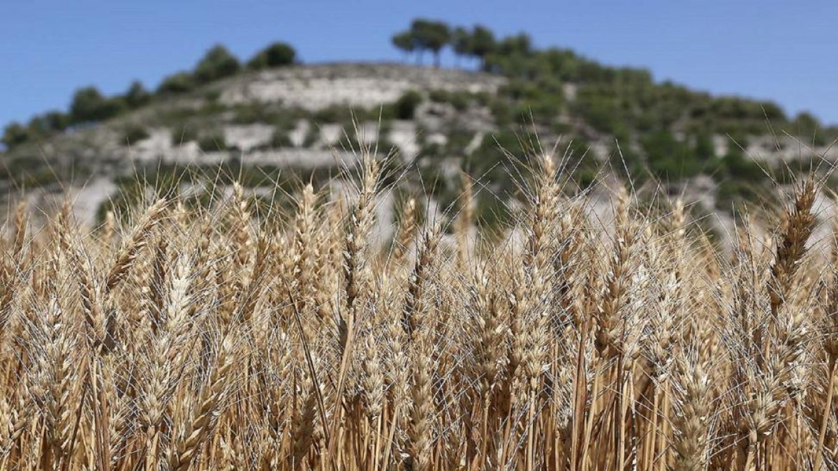 Campo de cereal antes de ser cosechado en la provincia de Palencia.-ICAL