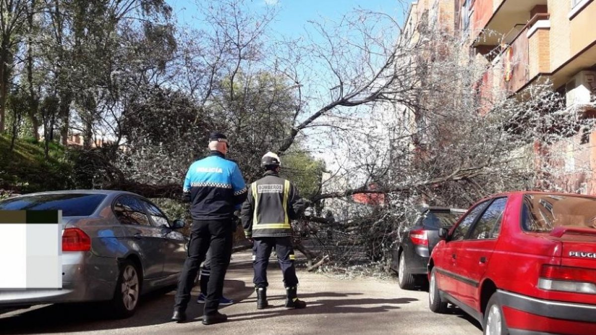 Árbol caído en la calle Urano del barrio de La Victoria.-E. M.