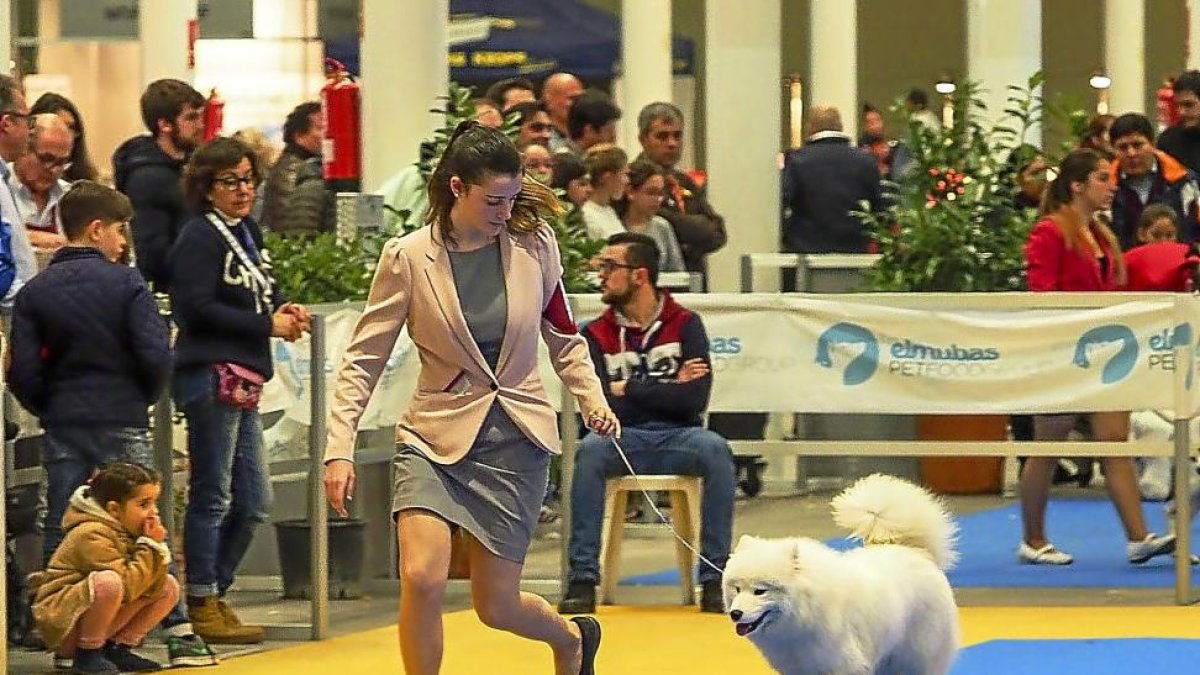 Uno de los perros participantes en ‘Fimascota’ durante su desfile en la Feria de Muestras.-MIGUEL ÁNGEL SANTOS (PHOTOGENIC)