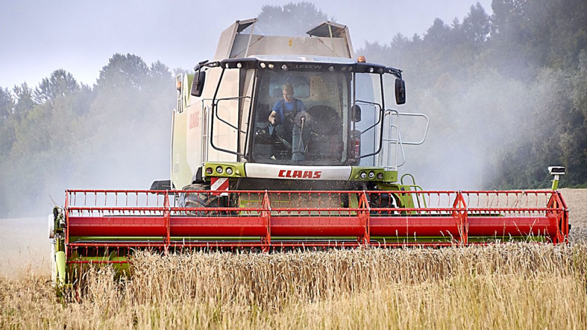 Una cosechadora recoge grano de un campo de cereal. PQC / CCO