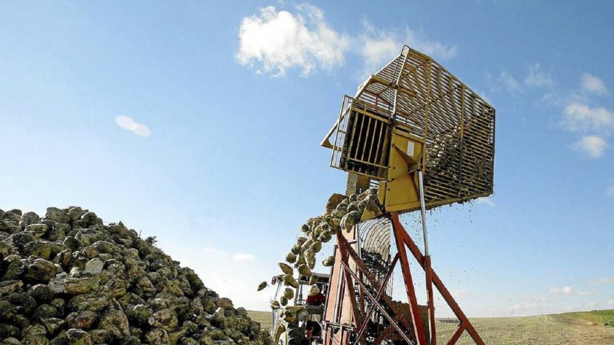Imagen de archivo de un agricultor mientras amontona la remolacha para su traslado a la azucarera-Ical