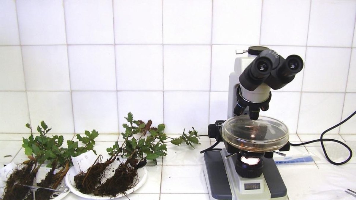 En la imagen de arriba, trufas en Aspariegos. En la imagen de abajo, quejigos y un microscopio.-EL MUNDO / J. L. CABRERO