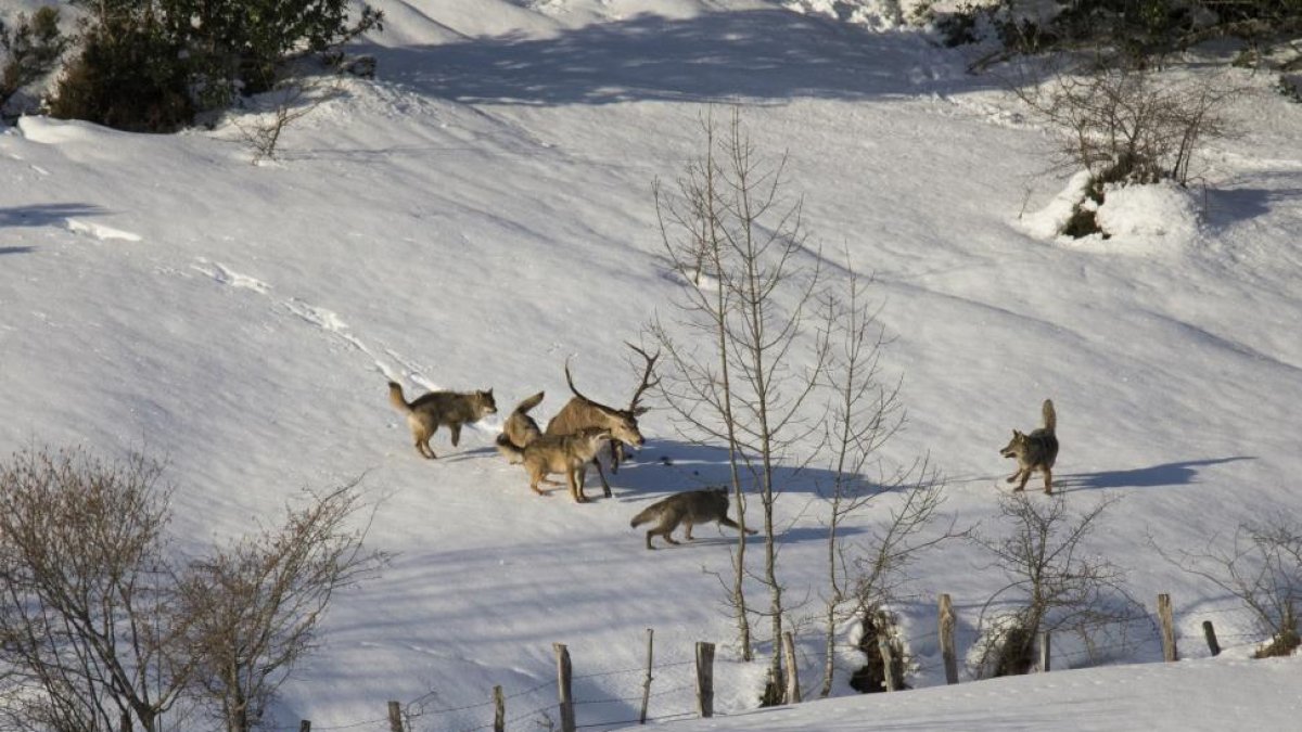 Manada de lobos en la nieve-ICAL