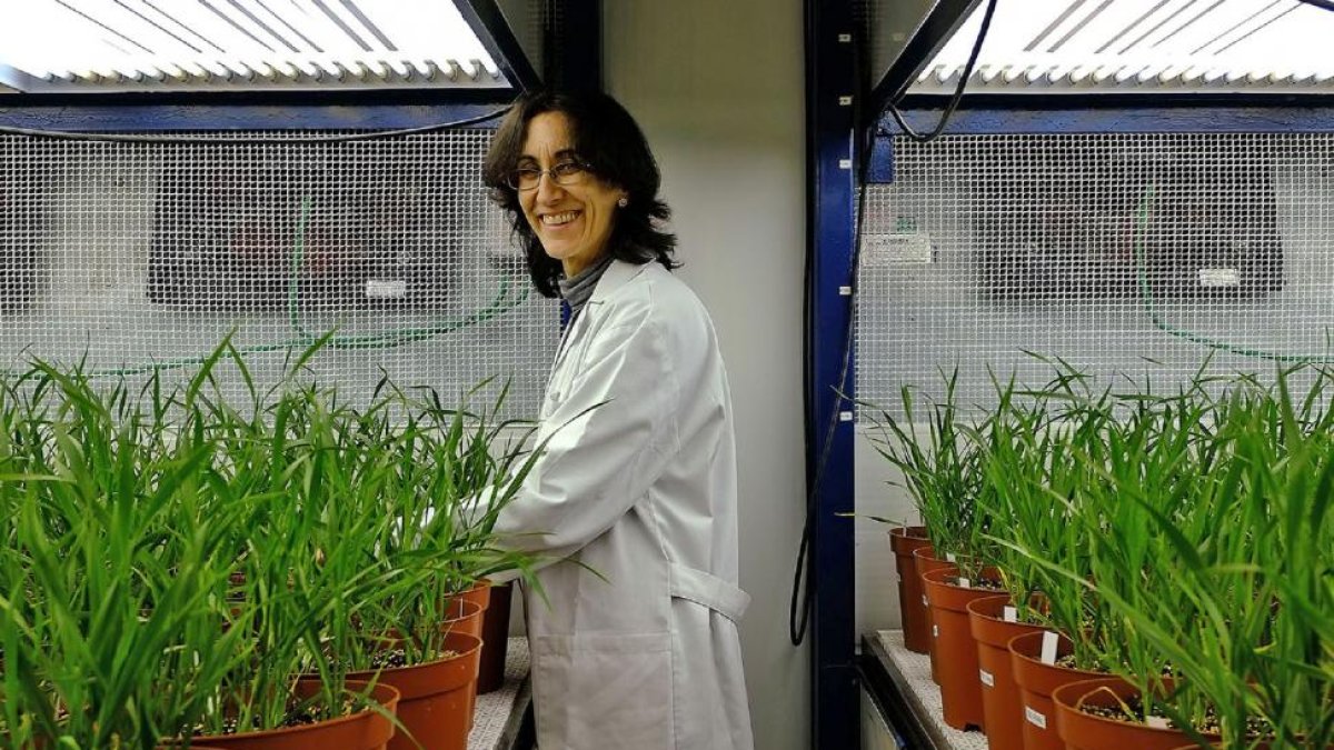Rosa María Morcuende, investigadora del Irnasa, en la cámara donde evalúan el impacto climático en los trigos.-ENRIQUE CARRASCAL