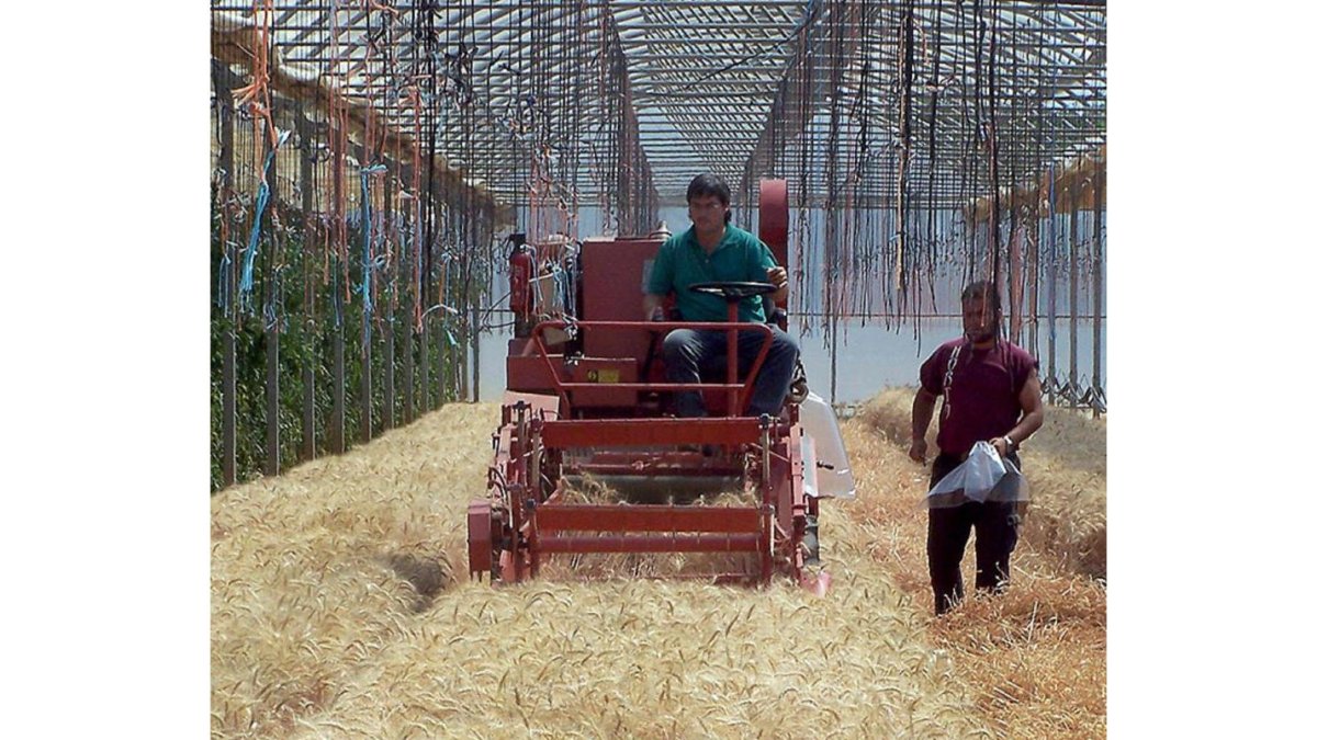 Campos de ensayo de azufre del Itagra en Palencia.-ICAL