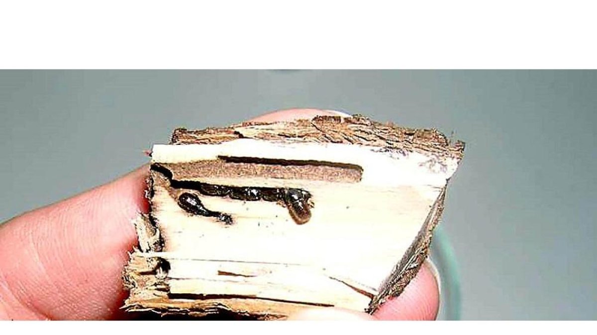 Rama de peral afectada por el insecto barrenador ‘Xyleborus Dispar’.-ABA