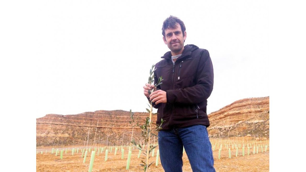Jesús Bailón en su olivar de Montuenga.-HDS