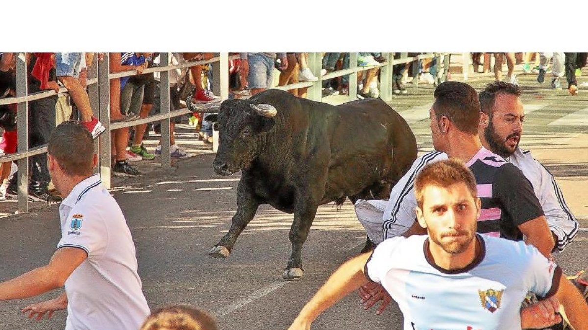 Un momento del encierro desarrollado ayer en Cuéllas, en el qeu solo tres toros llegaron al ruedo.-ICAL