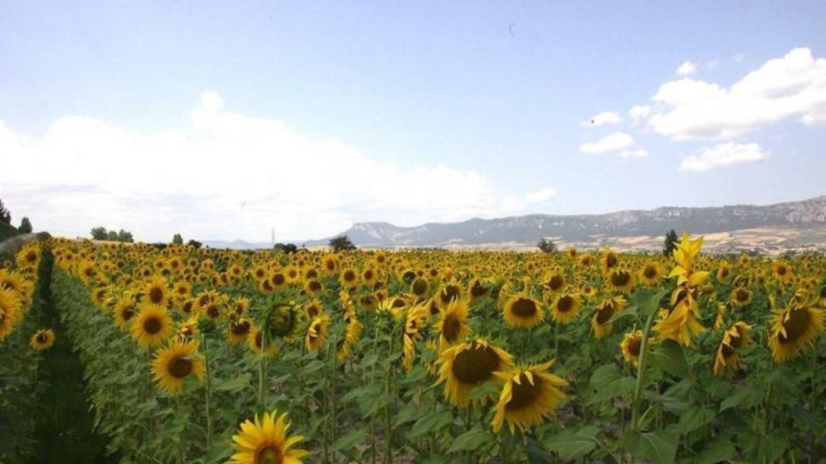 Plantación de girasoles en La Bureba.-G. G.