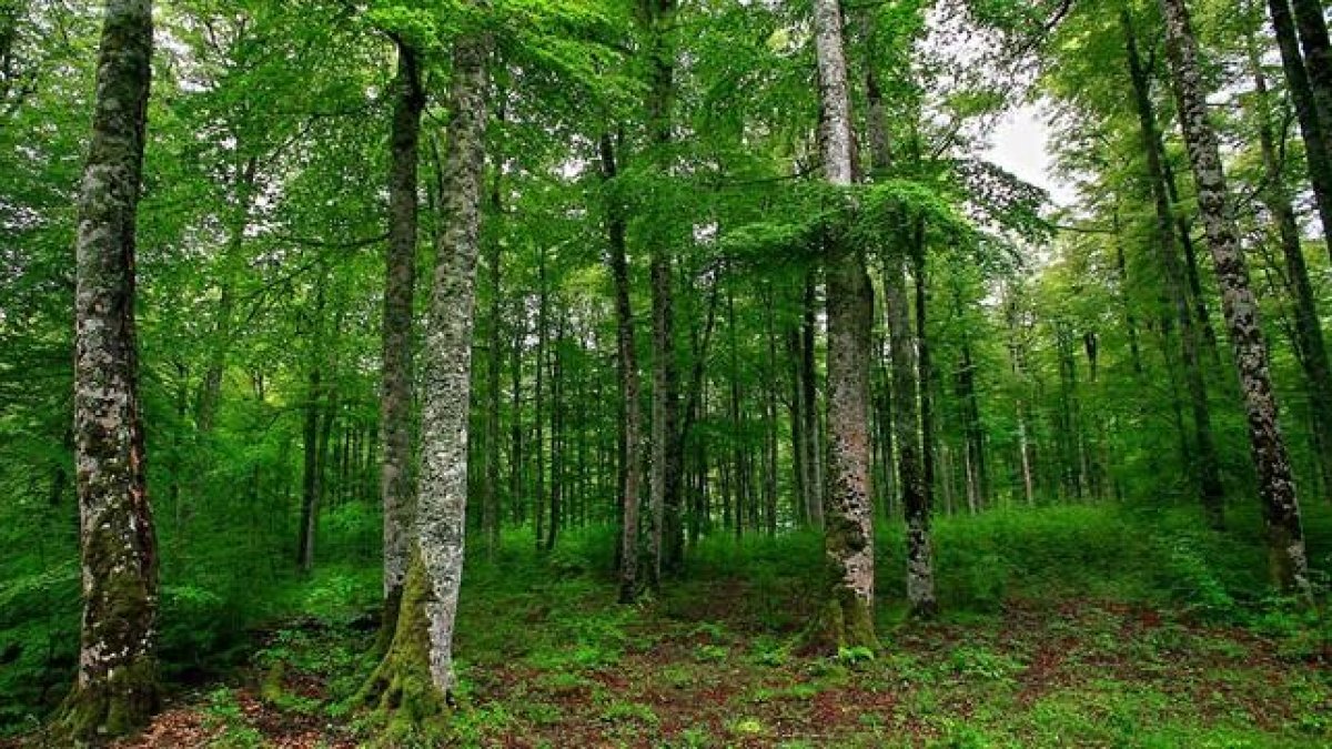 El bosque de Irati, en Navarra, uno de los hayedos mejor consevados de la Península.-MAITE CRUZ / ARCHIVO