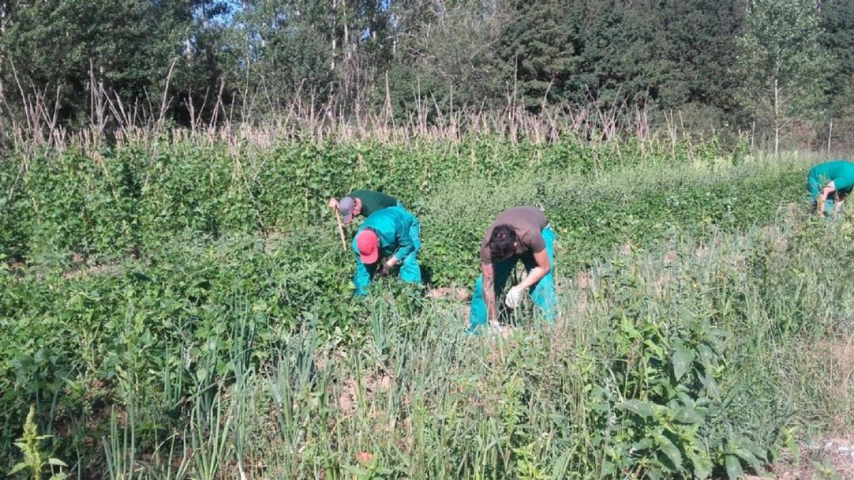 Varios agricultores recogen alubia roja de Ibeas en una de las parcelas habilitadas para el cultivo.-ASPANIAS