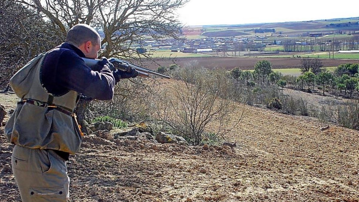 Un cazador se encara el arma ante la salida de dos conejos en una jornada de control por daños.-LEONARDO DE LA FUENTE